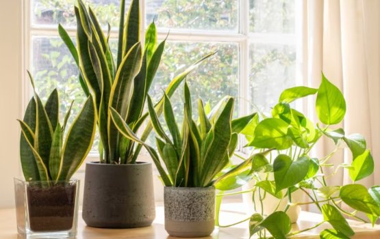 Geythere ah aaroa kamaai thaazaa kan genesdhey 5 gaheh!