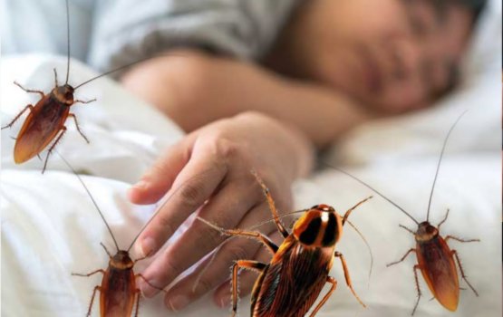 Kurafi fenvaraa kan engi science verin hairaan vejje!