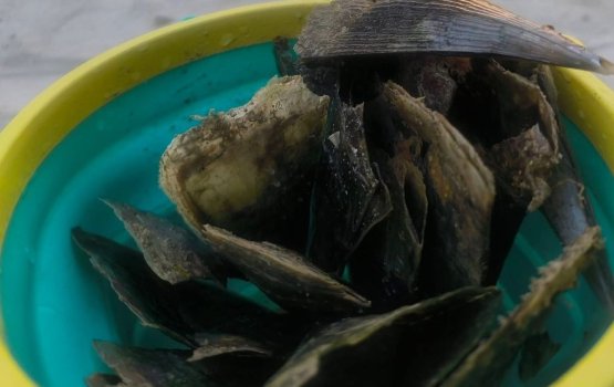 Rasfannu moodhun thoonu ithaathakeh fenijje