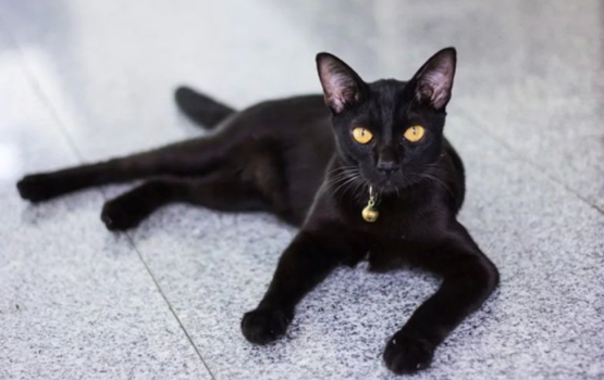 Magumathee ulhunu fageeru bulhalei millionaire akah?