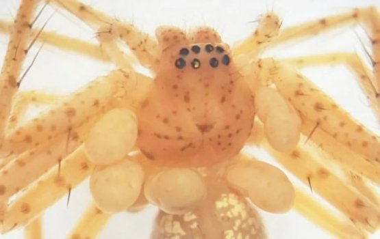 Faidhigu makunu alhaafaivaa reethi haaru ge hageegai hoadhijje!