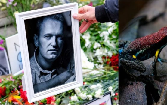 Russia ge idhikolhu leader Navalny avahaara kohlee viha eh dheegen kamah thuhumathu kohfi