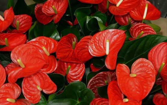 Anthurium ves vaisaafu kohdhey!