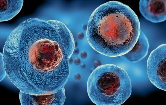 Stem Cell Therapy aa eku beys faruvaa ge musthaqbal othee kihineh?