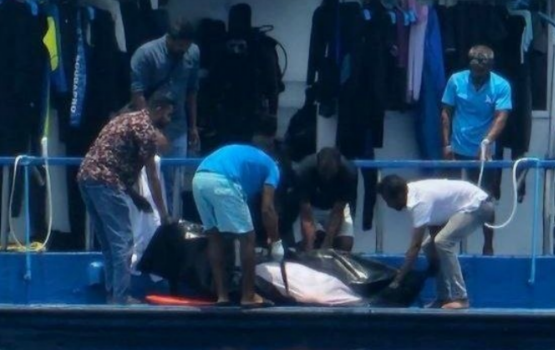 Dhoanyeh ge burafathee gai jehi touristaku maruvejje