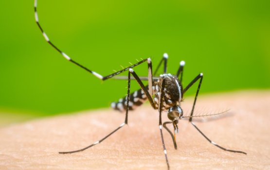 Dengue humuge nurahkaa bodu vanee, rahkaa ve thibihyyaa dhathuru!