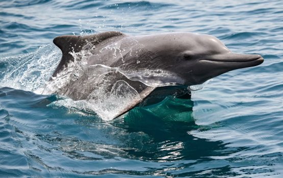 Iran - Israel hanguraama aa eku kandu adeege dhirun thakah nurahkaa vefai!