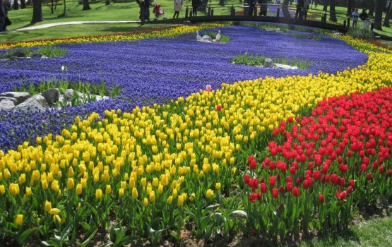 Millionakah vure tulip maa thakun Istanbul jaree kohlaa moosumeh!