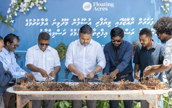 Mahaku 63 tonne ge seaweed Raajje in export kurey: Fisheries Ministry