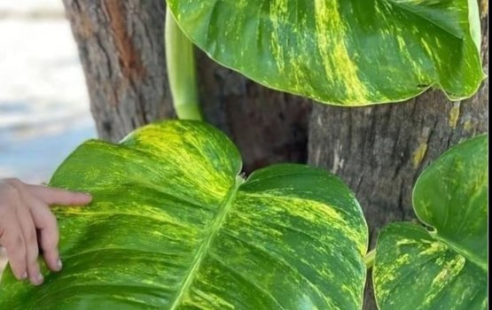 Biya money plant geythereygai ves hedhdhi dhaane