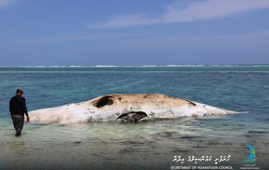 Hoarafushee farumahchah maruvefai oiy bodumahe lahgaifi