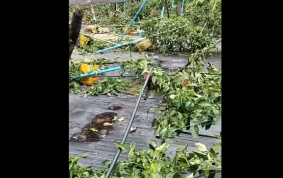 Boa vissaaraigai kandoodhoo ge dhandu thakah bodethi gellun thakeh